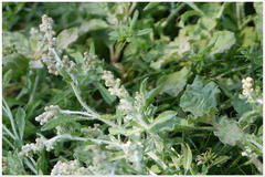 Gnaphalium polycaulon